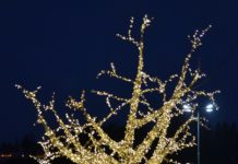 Et lysende tre i en mørk tid