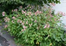 Varmtvannsteknologi kan bekjempe kjempespringfrø