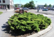Picea abies ‘Nidiformis’ – populær gran uten toppvekst