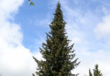 Picea abies – viktig skogstre og tradisjonsrik klipt hekk