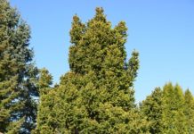 Picea abies ‘Ohlendorffii’ – gran med kompakt vekst og kjegleformet krone