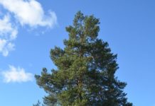 Pinus sylvestris – viltvoksende trær med stort potensial
