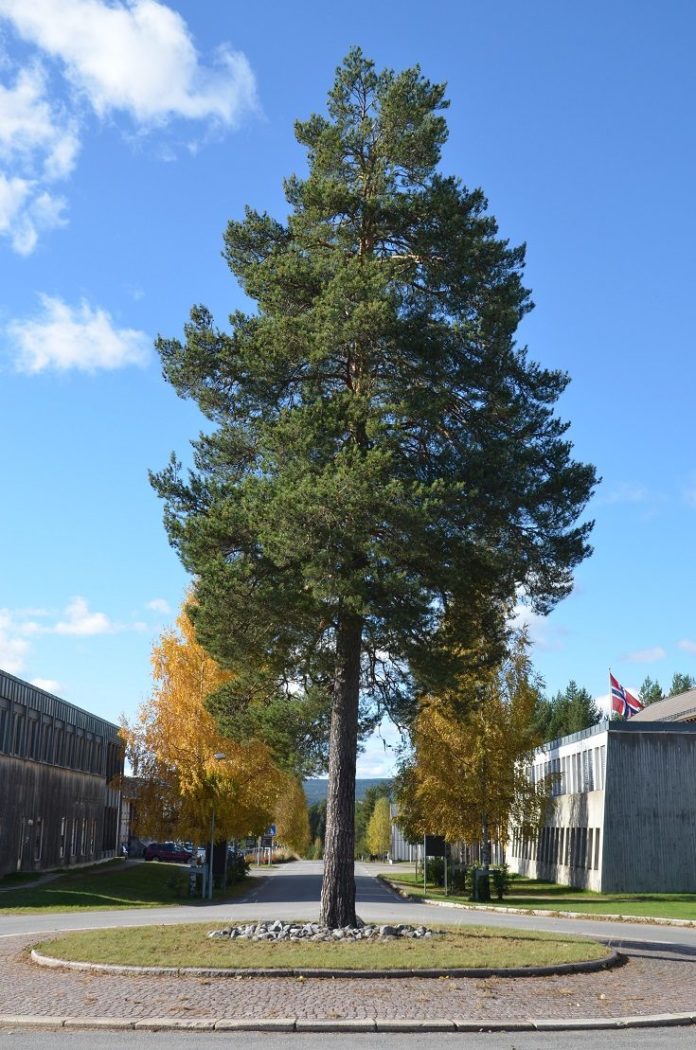 Pinus_sylvestris_Rena3_red