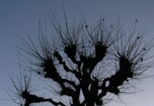 Knutekolling – avansert beskjæringsteknikk med en forhistorie