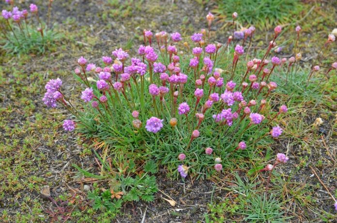 Armeria_maritima_Horten4_red