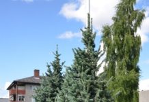Abies lasiocarpa ‘Compacta’ – en tettvokst fjelledelgran