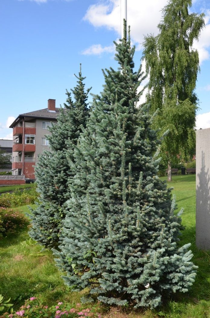 Abies_lasiocarpa_Compacta_Elverum2_red