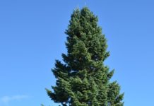 Abies lasiocarpa – en vakker edelgran for innlandsstrøk