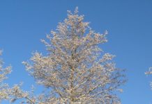 Alnus glutinosa – trær som trives på fuktige steder