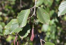 Alnus incana – trær for ekstensiv skjøtsel