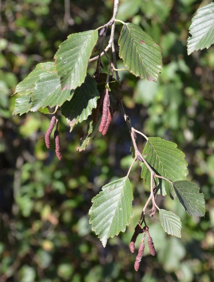 Alnus_incana_høst_Oslo_red