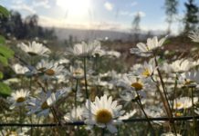 Prosjekt Villstaude: Vill med vilje