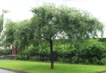 Populus tremula ‘Pendula’ – lite ospetre med hengende greiner