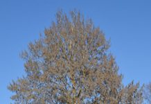 Populus tremula – ugras for noen, robust treslag for andre