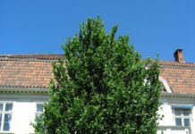 Ulmus glabra ‘Exoniensis’ – alm for formale grøntanlegg