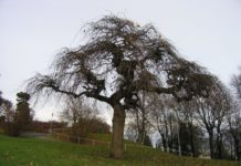 Ulmus glabra ‘Pendula’ og ‘Camperdownii’ – alm som treparasoll