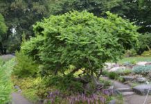 Ulmus ‘Jacqueline Hillier’ – et bonsaitre i parken