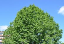 Ulmus minor – en frodig fetter til skogens almetrær