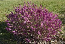 Tysbast – viltvoksende, vakker, men svært giftig