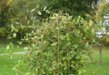 Salix caprea ‘Kilmarnock’ – selje med hengegreiner