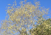 Salix caprea – en variabel art hentet fra naturen