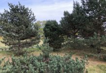 Utvalg av norske treslag til grøntanlegg