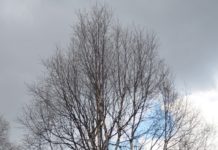 Betula pubescens – trær for nordiske landskap