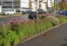 Frodig regnbed langs Bjørnstjerne Bjørnsons gate