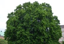 Carpinus betulus – med tradisjoner som hekk og til formklipping