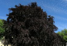 Fagus sylvatica f. purpurea – vårt størst treslag med røde blader