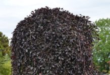 Fagus sylvatica ‘Purpurea Pendula’ – små trær med mørkerøde blader