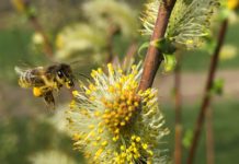 Utvalg av flere norske treslag til grøntanlegg