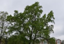 Populus simonii – en kinesisk poppel