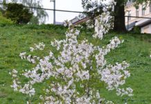 Prunus cerasus – kirsebærtrær, men ikke blant de store