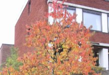 Prunus pensylvanica – amerikansk pionértreslag med vår- og høstprakt