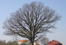 Quercus robur – trær som preger østnorske kulturlandskap