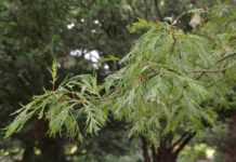 Quercus robur ‘Pectinata’ – sommereik med flikete blader