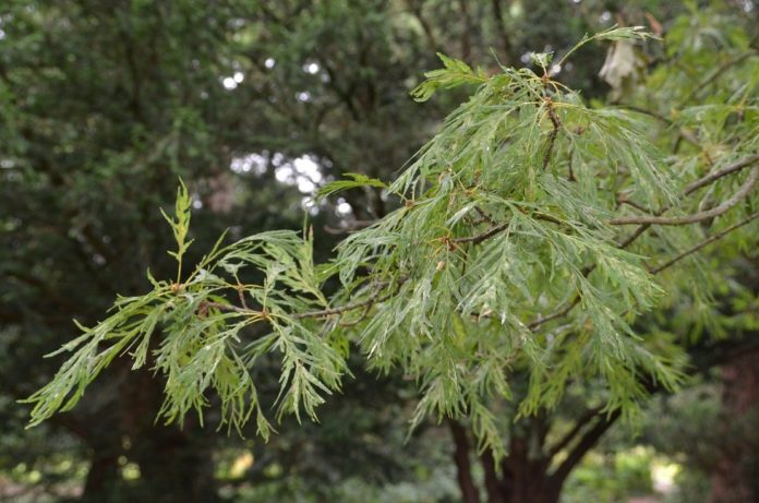 Quercus_robur_Pectinata_København1red