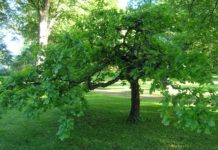 Quercus robur ‘Pendula’ – sommereik med hengende greiner