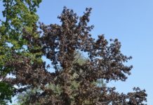 Quercus robur ‘Timuki’ – latvisk sommereik med røde blader