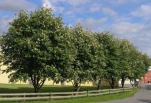 Sorbus intermedia – et ensartet gate- og parktre