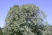 Prunus padus – viltvoksende trær med stor prydverdi i mai