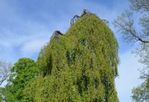 Fagus sylvatica f. pendula – store bøketrær med hengende greiner
