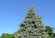 Picea pungens ‘Glauca Globosa’ – en tettvokst blågran med kjeglefasong