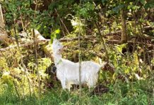 Geit som skjøtselsgartner i bynære områder