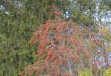 Sorbus aucuparia – med tung bør hvert annet år