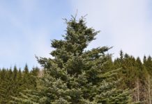 Abies koreana – edelgran for små arealer