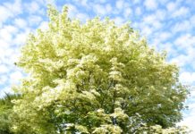 Acer platanoides ‘Drummondii’ – spisslønn med hvitbrokete blader