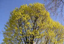 Acer platanoides – fra løvskogen til gater, tun og parker