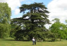 Cedrus libani – sedertrær fra Libanon